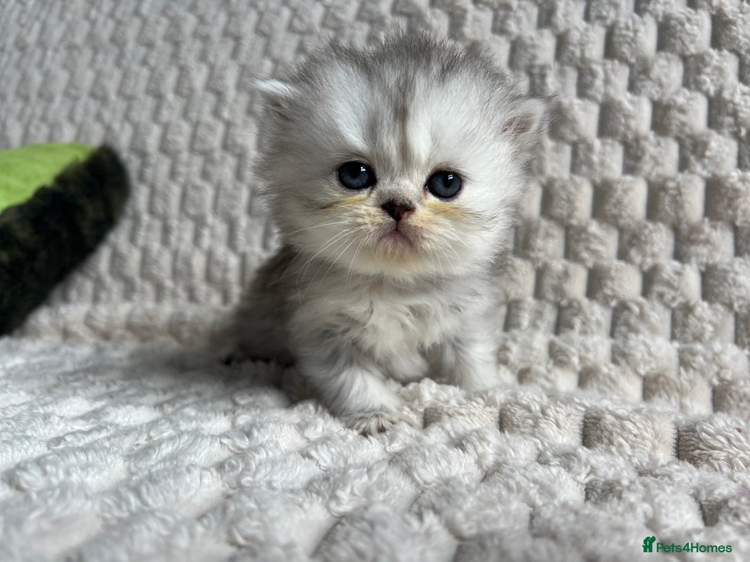 Persian cats for sale: 4 Beautiful Pure Persian Kittens PKD Neg - Image 12