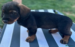 Mixed Breed dogs for sale: Wire Haired Daschund x Rottweiler  - Image 26