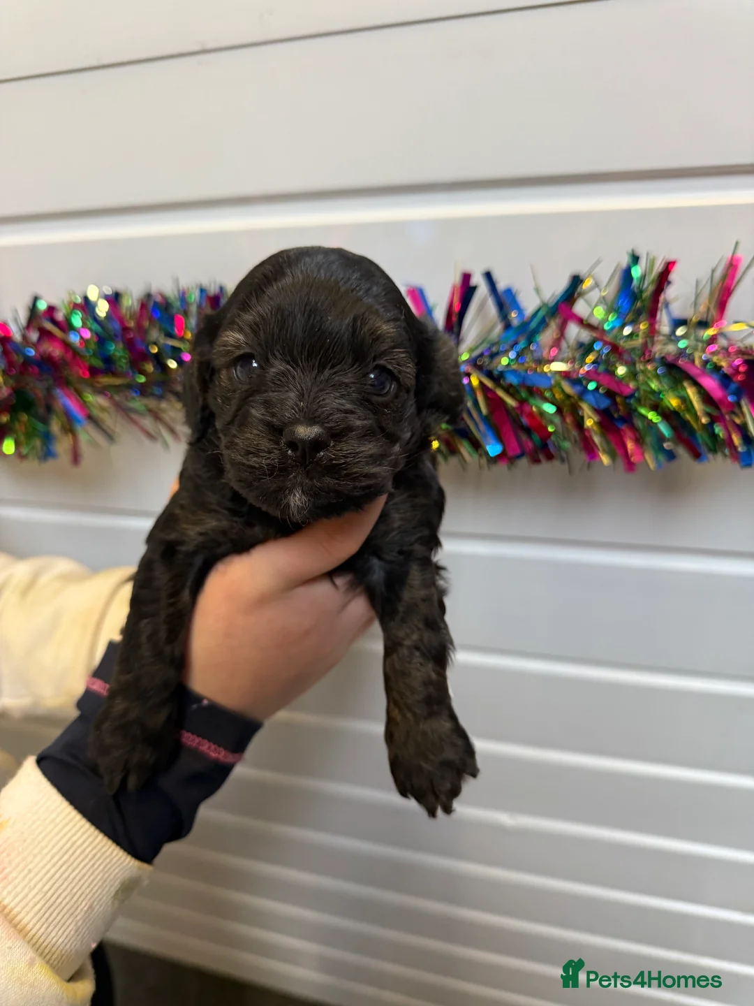 Cavapoo dogs for sale: Ready Now Stunning F1 Cavapoo boy - Advert 12