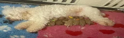 Cockapoo dogs for sale: F1b cockapoo for sale - Advert 21