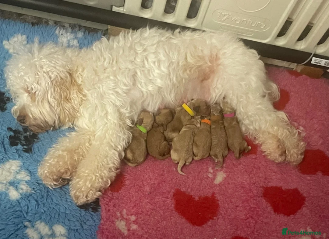 Cockapoo dogs for sale: F1b cockapoo for sale - Advert 21