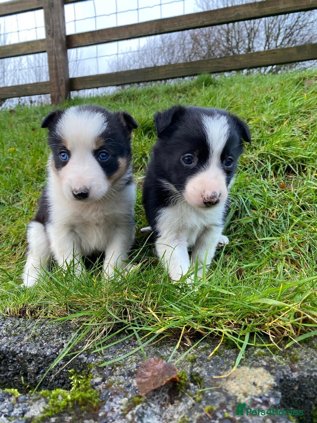 Border Collie dogs for sale: Border Collie Pups  - Advert 6