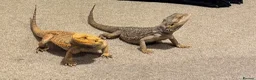 Bearded Dragon reptiles for sale: Baby bearded dragons  - Advert 8