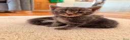Mixed Breed cats for sale: 2 female kittens for sale  in Bilston - Advert 1