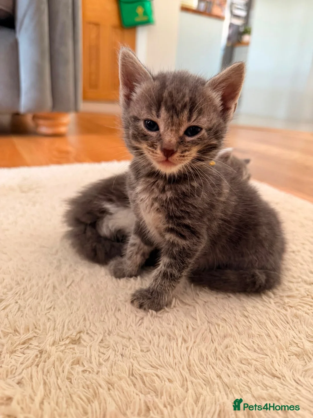 Mixed Breed cats for sale: 2 female kittens for sale  in Bilston - Advert 1