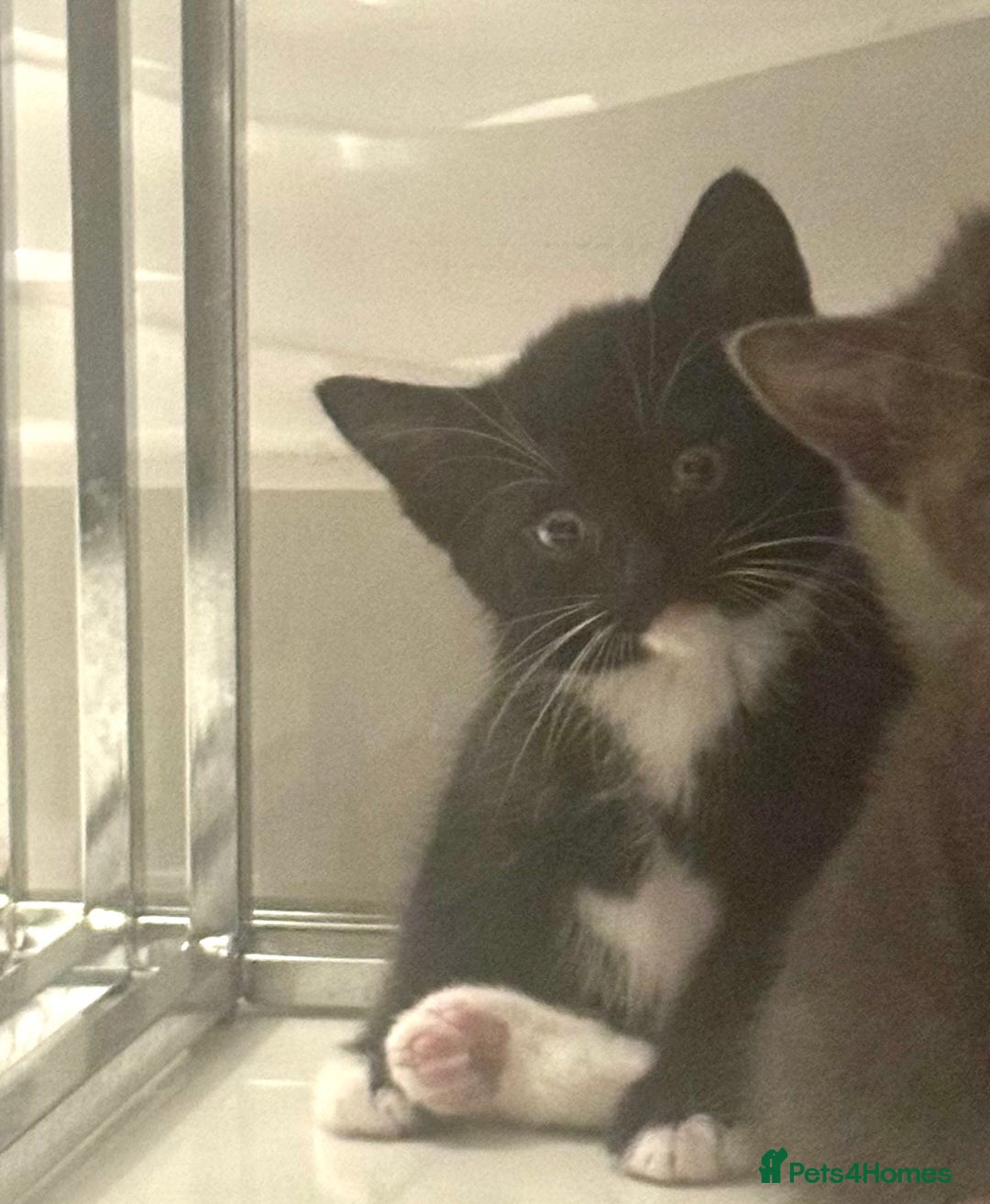 Mixed Breed cats for sale: 3 ,8 week old kittens available 2 male , 1 female  - Advert 4