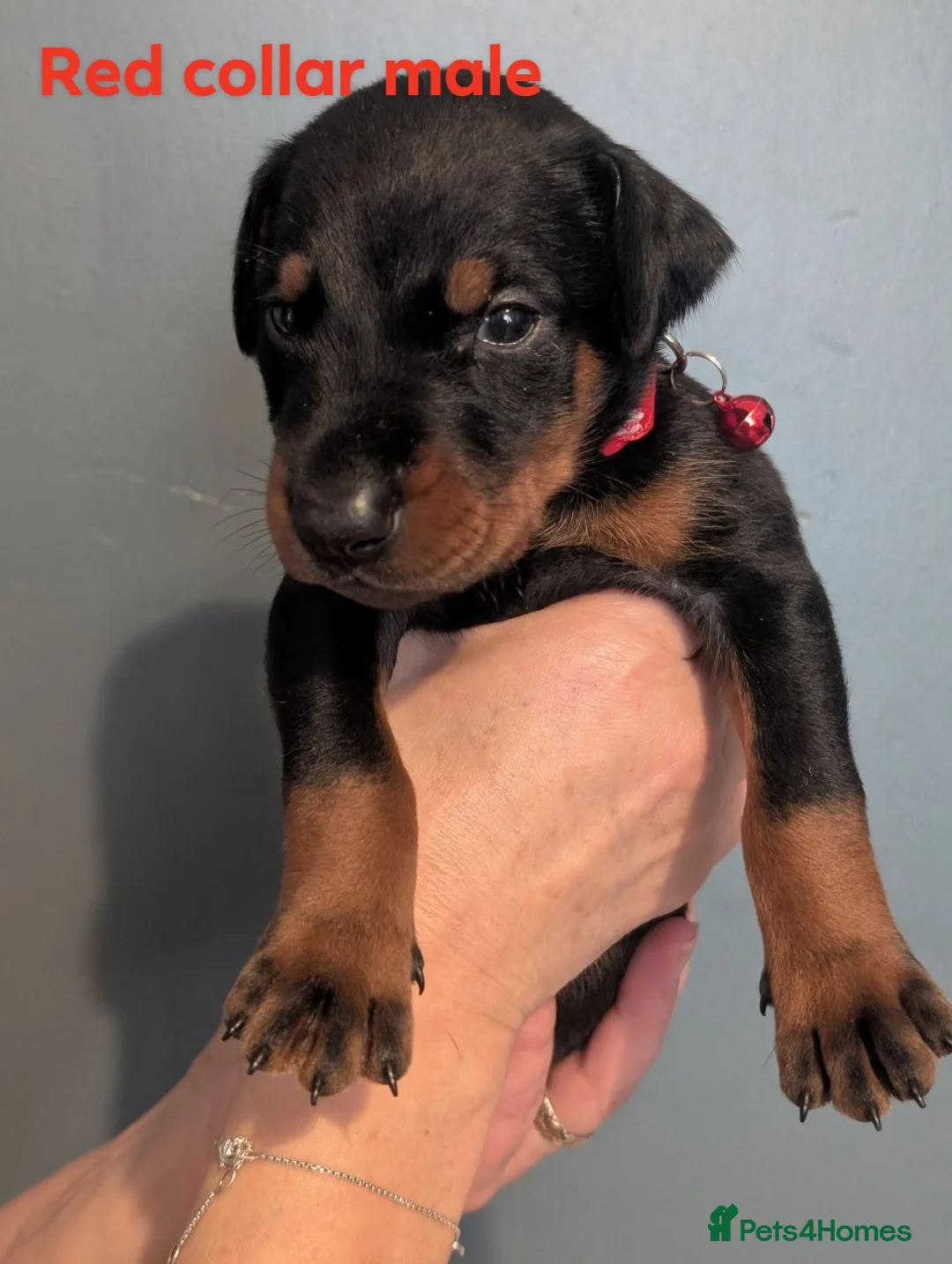 Dobermann dogs for sale: Doberman puppies " all reserved " - Advert 26