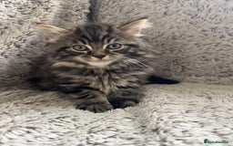 Maine Coon cats for sale: Beautiful 3/4 Maine coon cross kitten  - Image 2