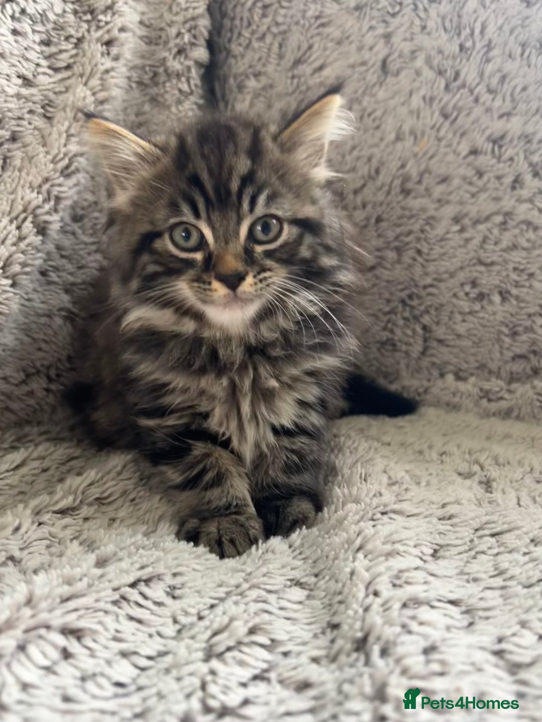 Maine Coon cats for sale: Beautiful 3/4 Maine coon cross kitten  - Image 2
