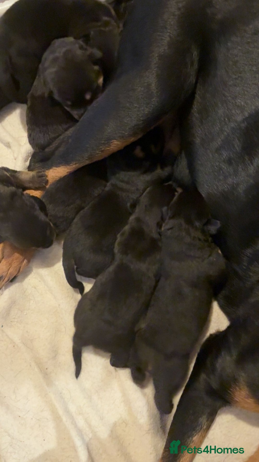 Rottweiler dogs for sale: Big beautiful Rottweiler puppies KC - Image 8