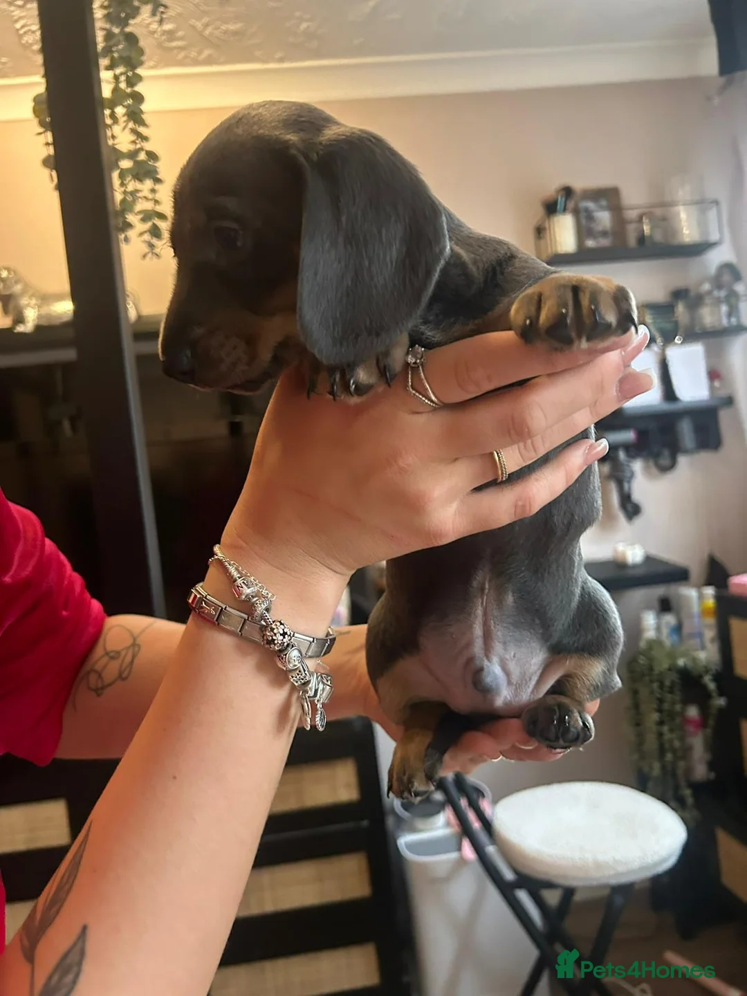 Dachshund dogs for sale: Dre.. - Advert 2