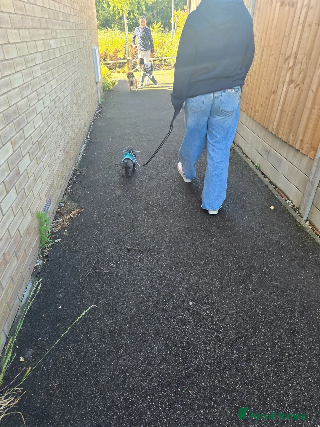 Miniature Dachshund dogs for sale: Blue miniature Dachshund  in Bury Saint Edmunds - Advert 2