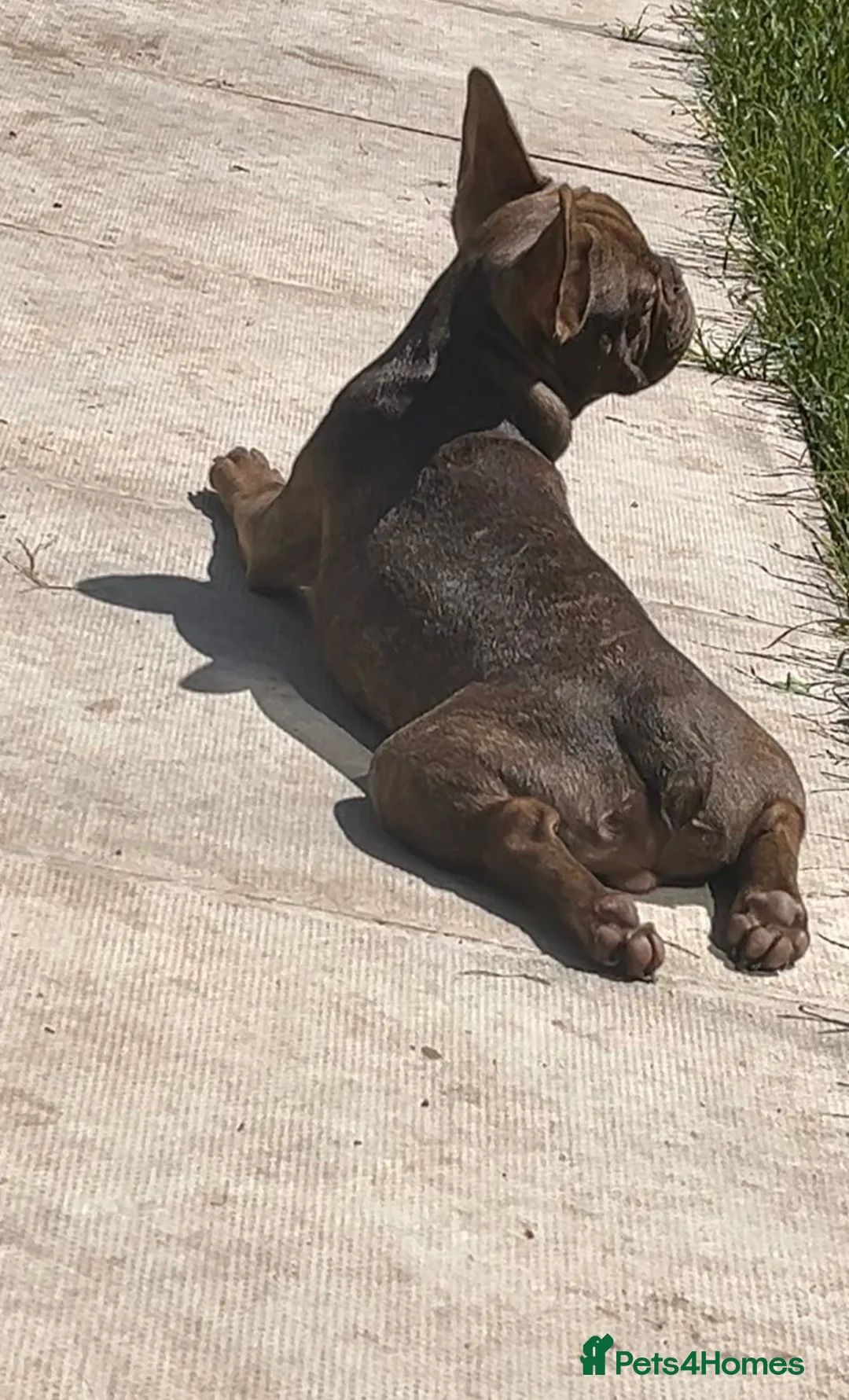French Bulldog dogs for sale: Chocolate brindle French bulldog - Advert 4
