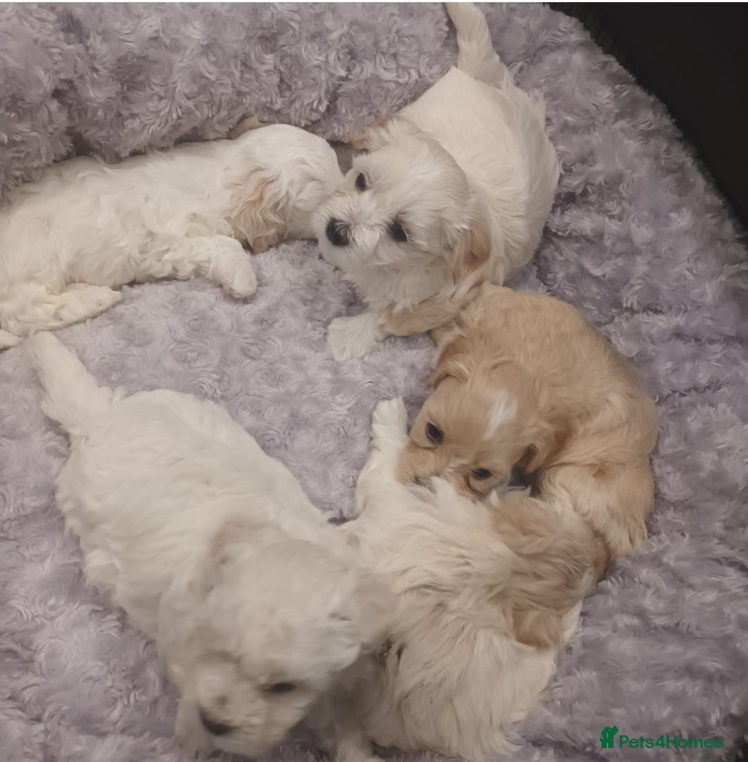 Maltese dogs for stud: Maltese Stud - Image 6