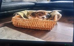 Beagle dogs for sale: (5th gen) pure pedigree beagle puppy - Image 7
