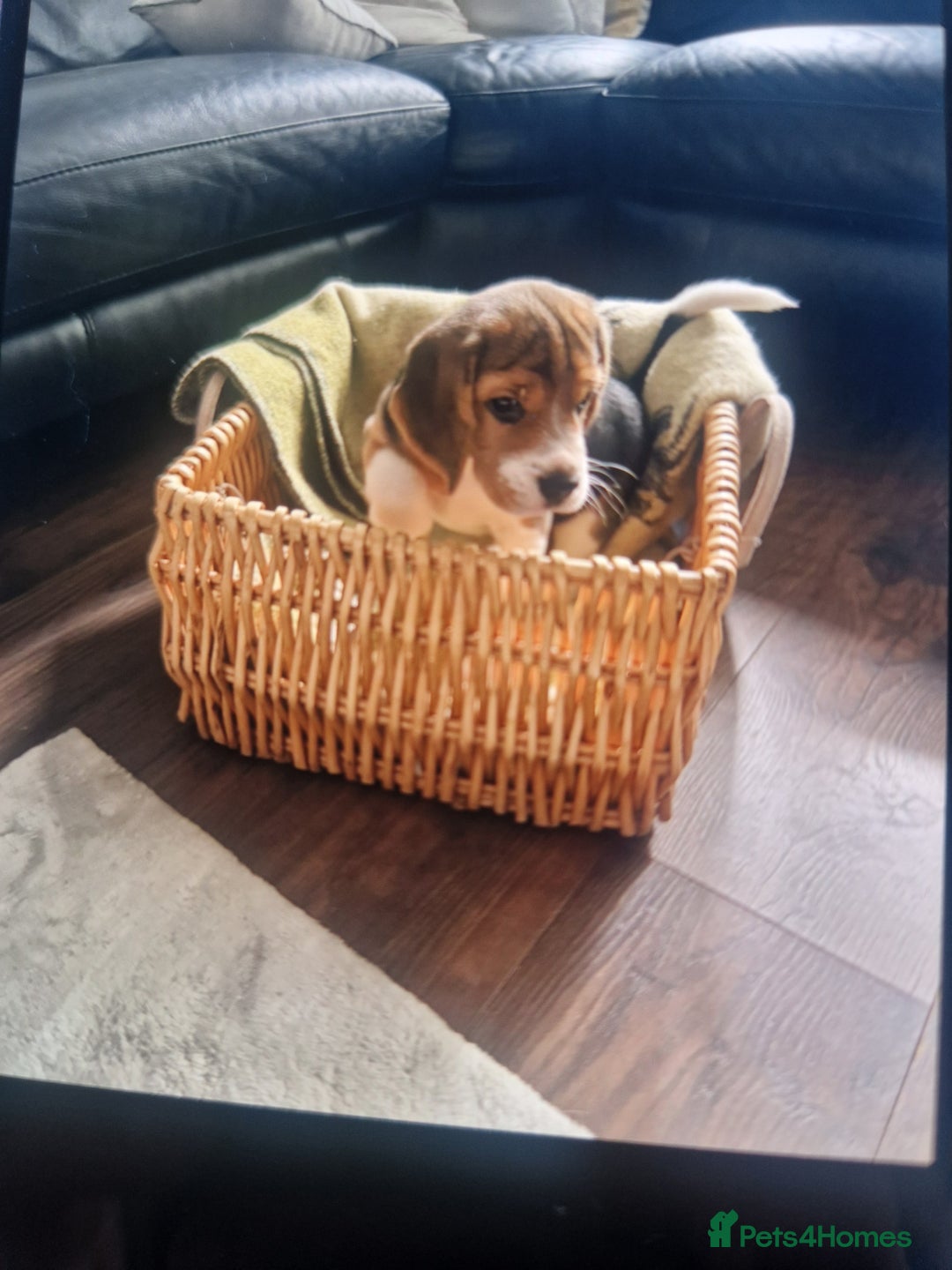 Beagle dogs for sale: (5th gen) pure pedigree beagle puppy - Image 7