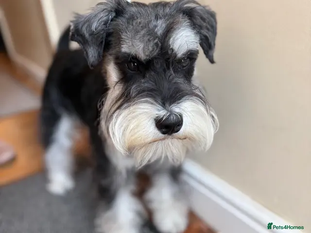 Miniature Schnauzer dogs for stud: KC miniature Schnauzer stud - Advert 1