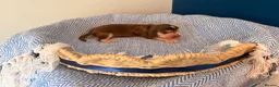 Cocker Spaniel dogs for sale: Outstanding KC registered Cocker Spaniel Puppies  - Advert 20