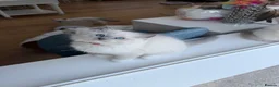 Ragdoll cats for sale: Surreys Finest & Fluffiest TICA Ragdoll Kitten  - Advert 34