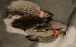 Savannah cats for sale: KIWANGA PEDIGREE F3 SAVANNAH KITTENS  - Image 25