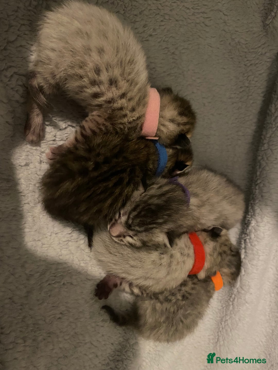 Savannah cats for sale: KIWANGA PEDIGREE F3 SAVANNAH KITTENS  - Image 25