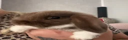 Mini Lop rabbits for sale: Mini lop baby  - Advert 1
