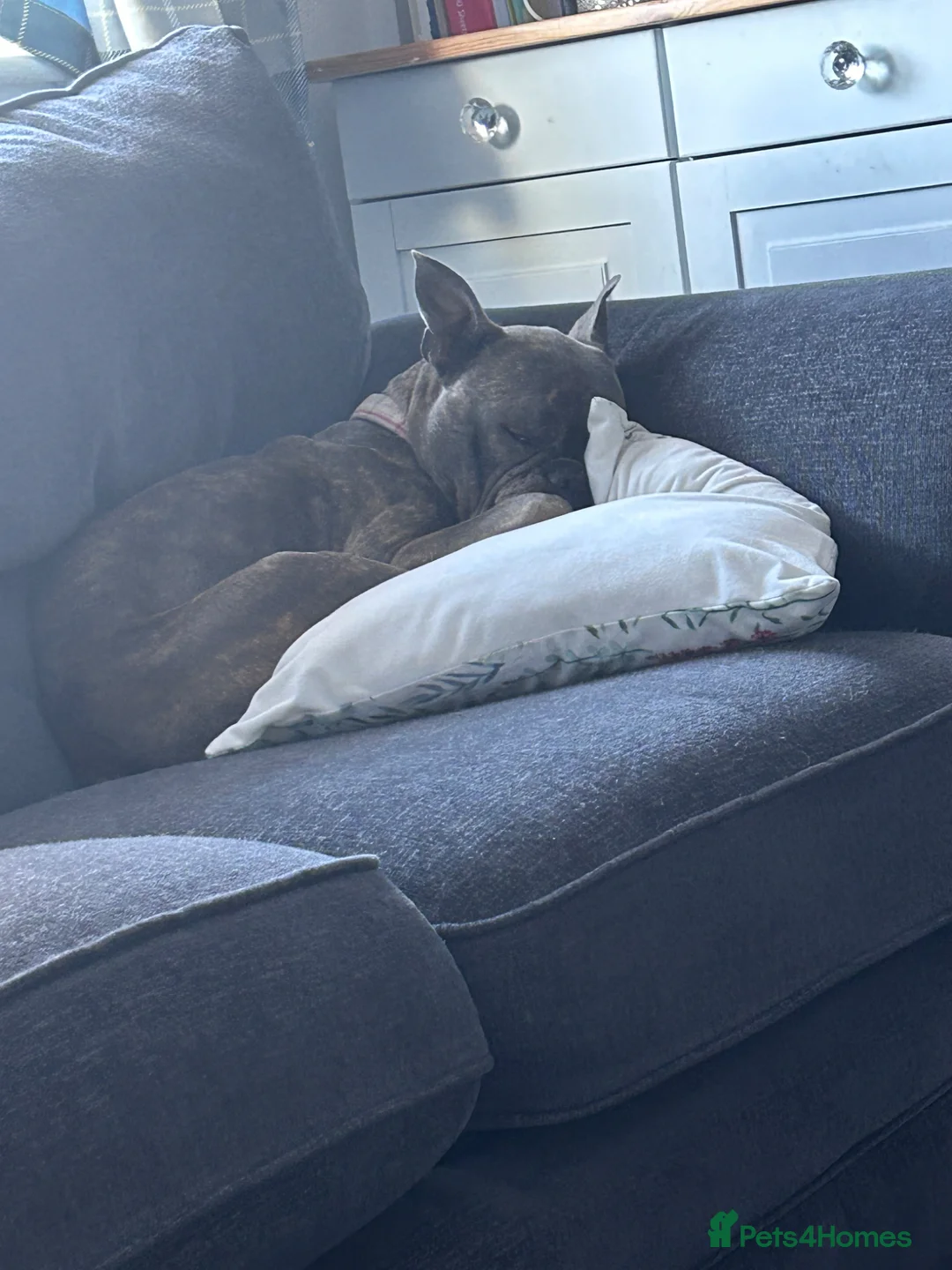 Mixed Breed dogs for sale: American bulldog x French bulldog  - Advert 4