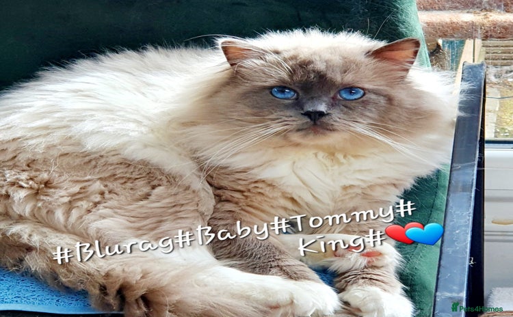 Ragdoll cats HANDSOME BOY-BLUE MITTED GCCF /TICA  AVALIABLE  - Advert 2
