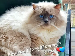 Ragdoll cats HANDSOME BOY-BLUE MITTED GCCF /TICA AVALIABLE - Advert 10