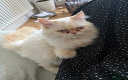 Persian cats for sale: Playful, loving Persian kitten to be rehomed asap - Image 6