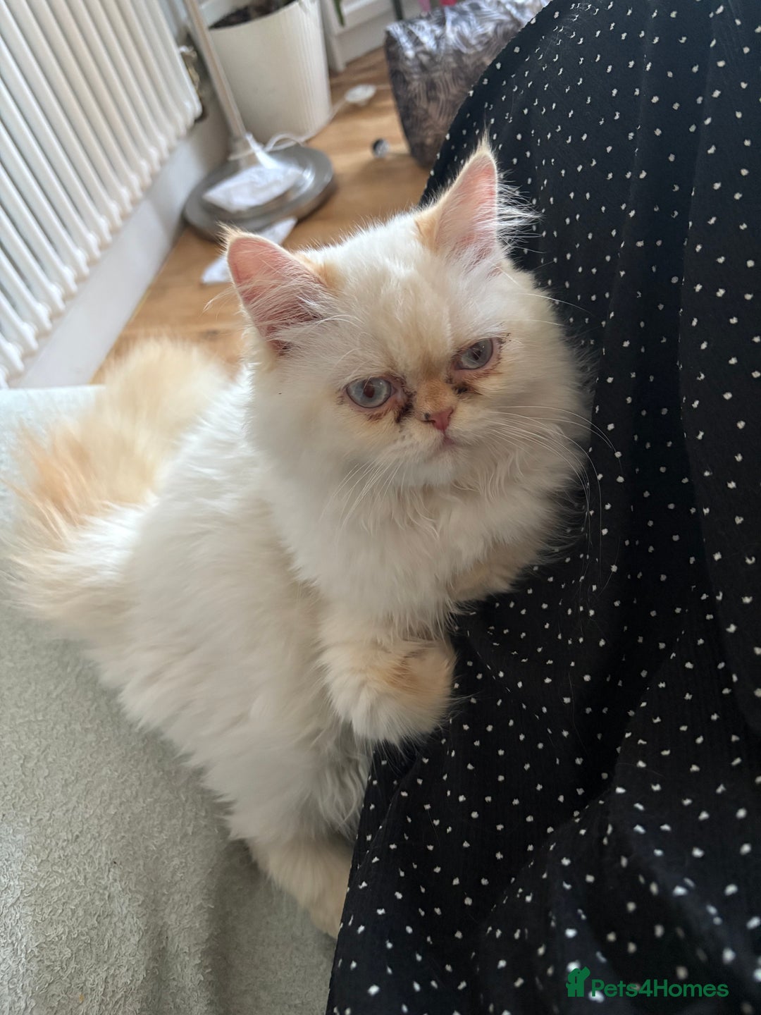 Persian cats for sale: Playful, loving Persian kitten to be rehomed asap - Image 6