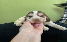 Cocker Spaniel dogs for sale: KC Show Chocolate Roan Boy! - ready 5th October!! - Image 18
