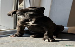 Cane Corso dogs for sale: Cane corso for sale  - Image 1