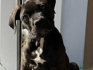 Cane Corso dogs - Advert 13