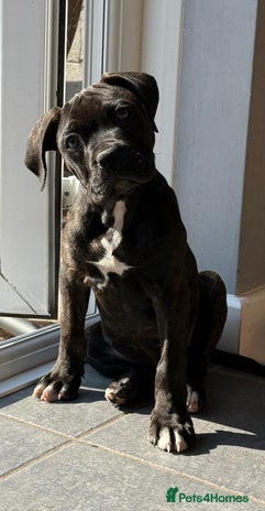 Cane Corso dogs - Advert 3