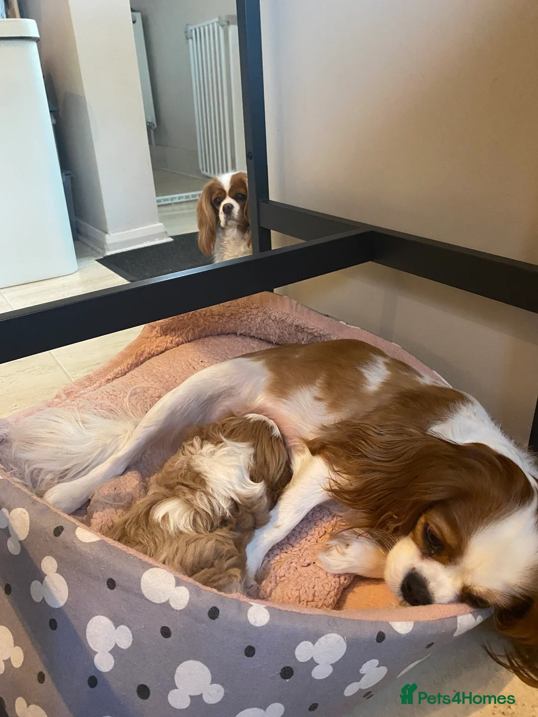 Cavalier King Charles Spaniel dogs for sale: Cavalier King Charles Spaniel boy - Advert 8