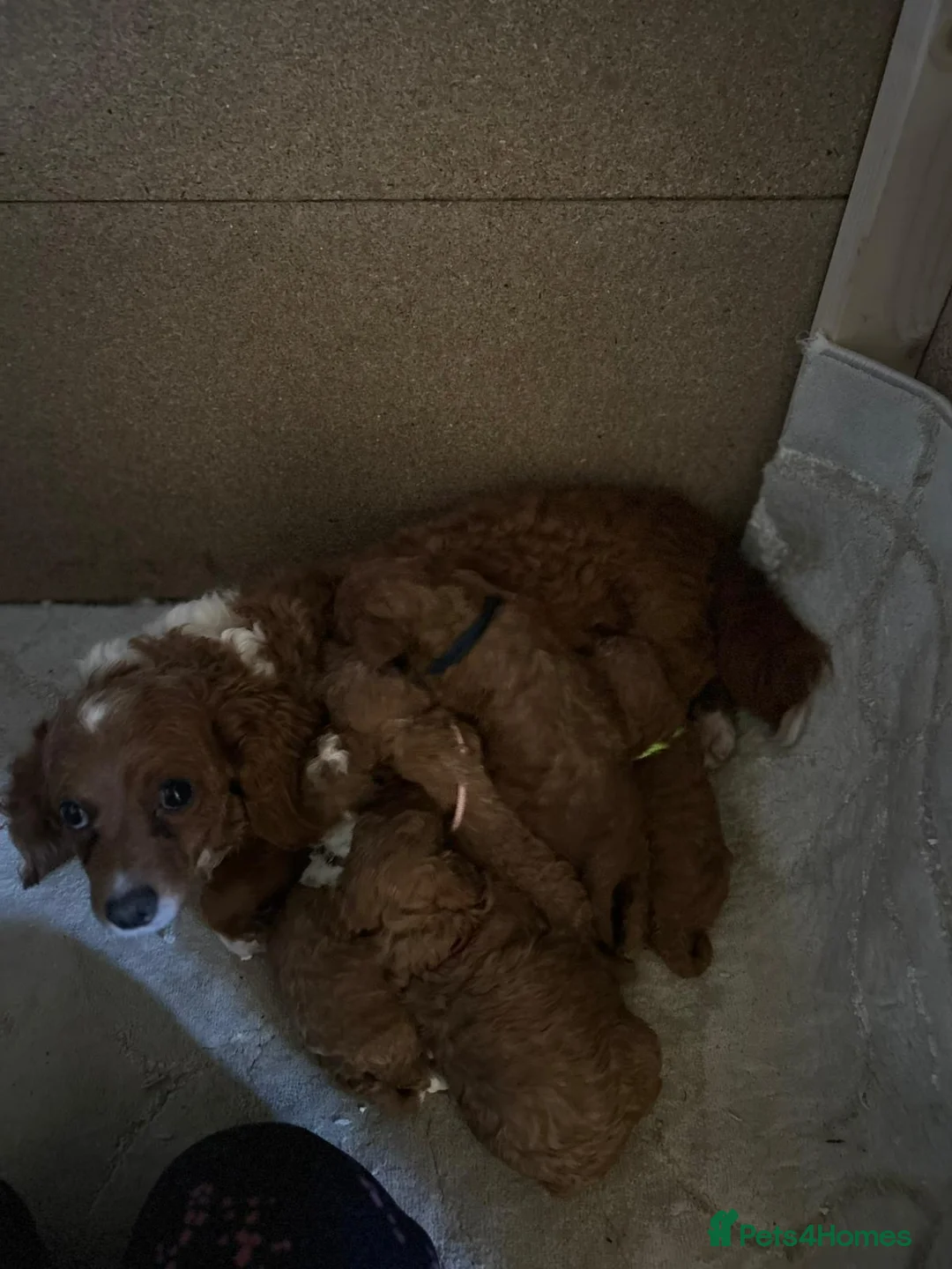 Cavapoochon dogs for sale: Mini micro cavapooshon  in Chessington - Advert 6