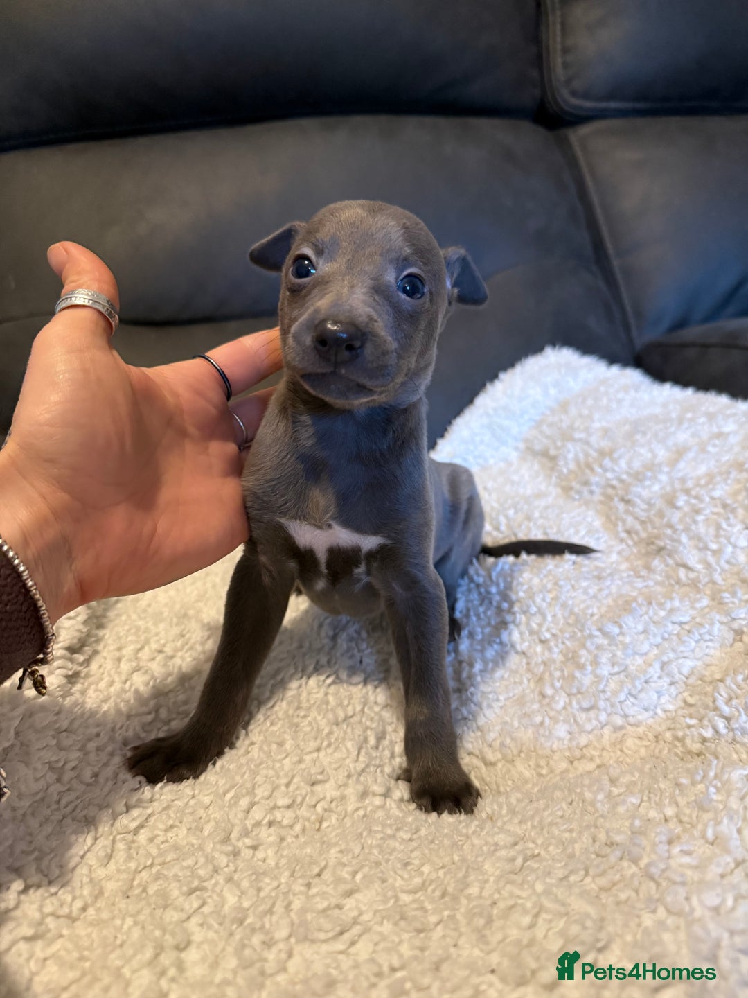 Mixed Breed dogs for sale: Italian Greyhound x Whippet - “Wiggies”  - Advert 15