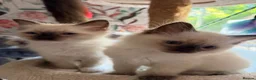 Ragdoll cats for sale: Ragdoll in Telford - Advert 2