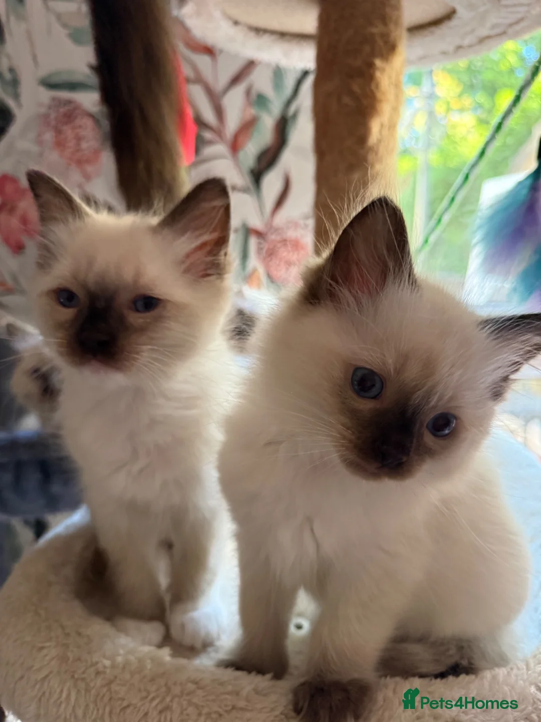 Ragdoll cats for sale: Ragdoll in Telford - Advert 2