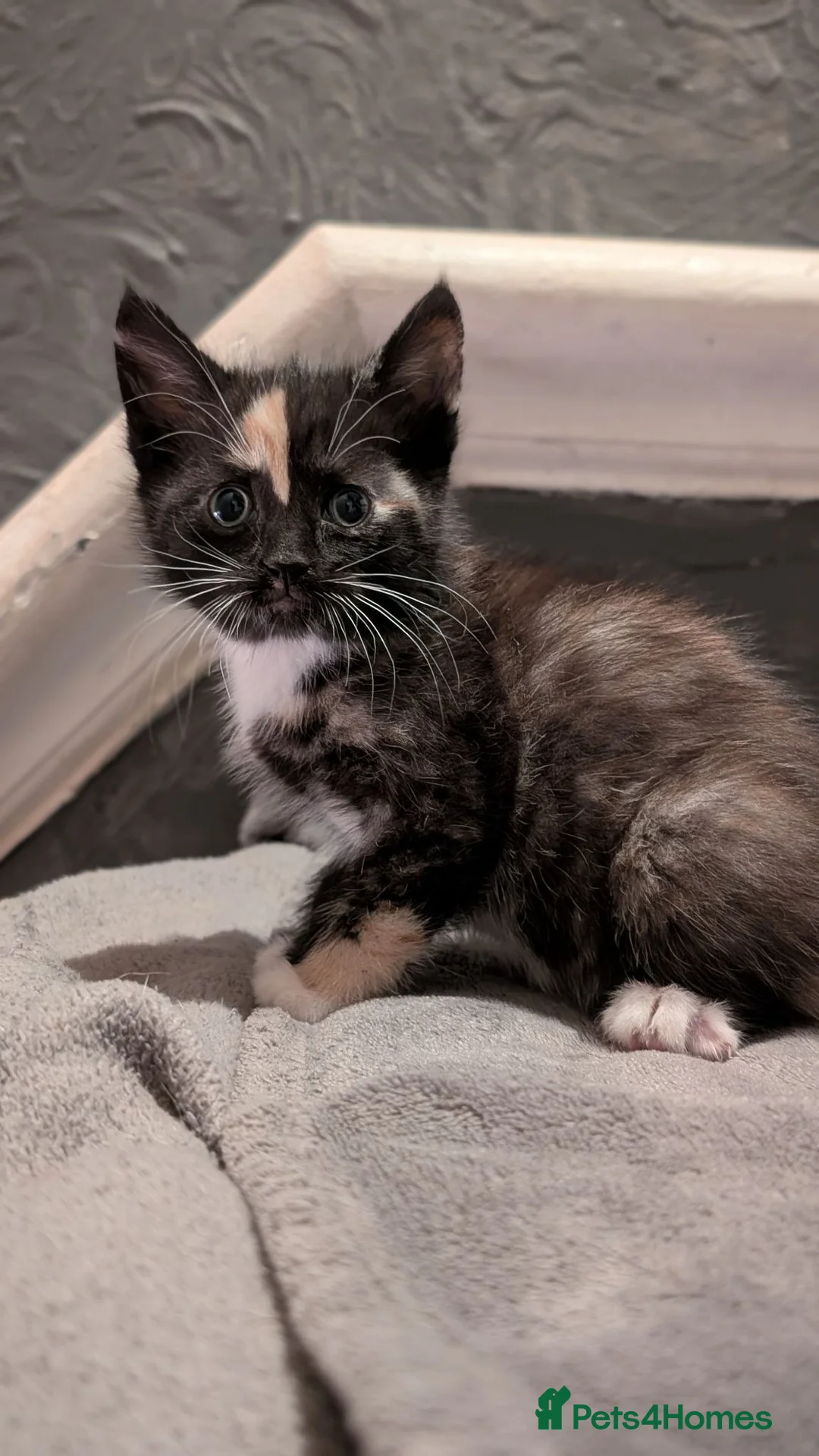 Domestic Shorthair cats for sale: 2 Beautiful Kittens in Southampton - Advert 13