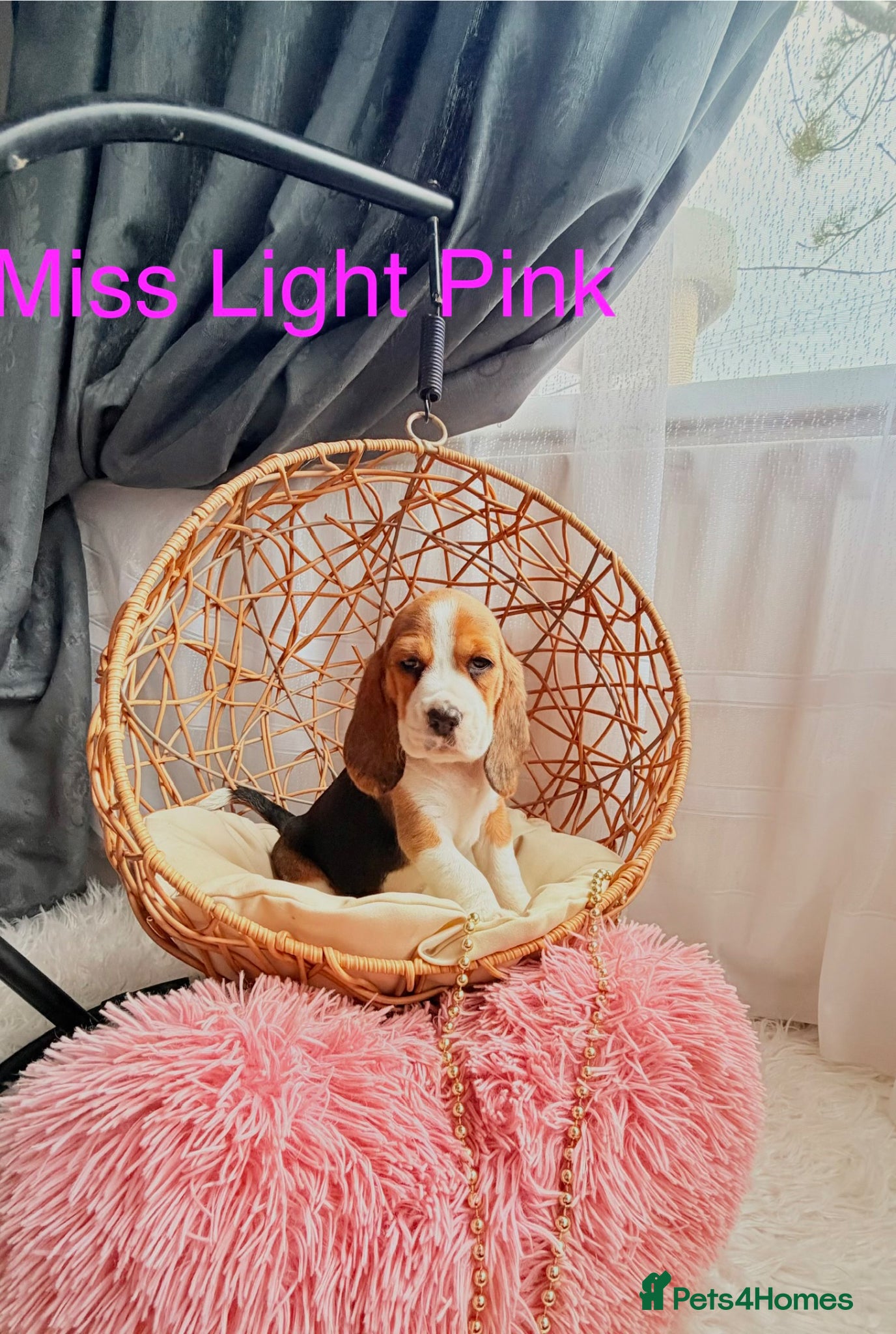 Beagle dogs 💞BEAUTIFUL BEAGLE PUPPIES 💞 - Advert 2