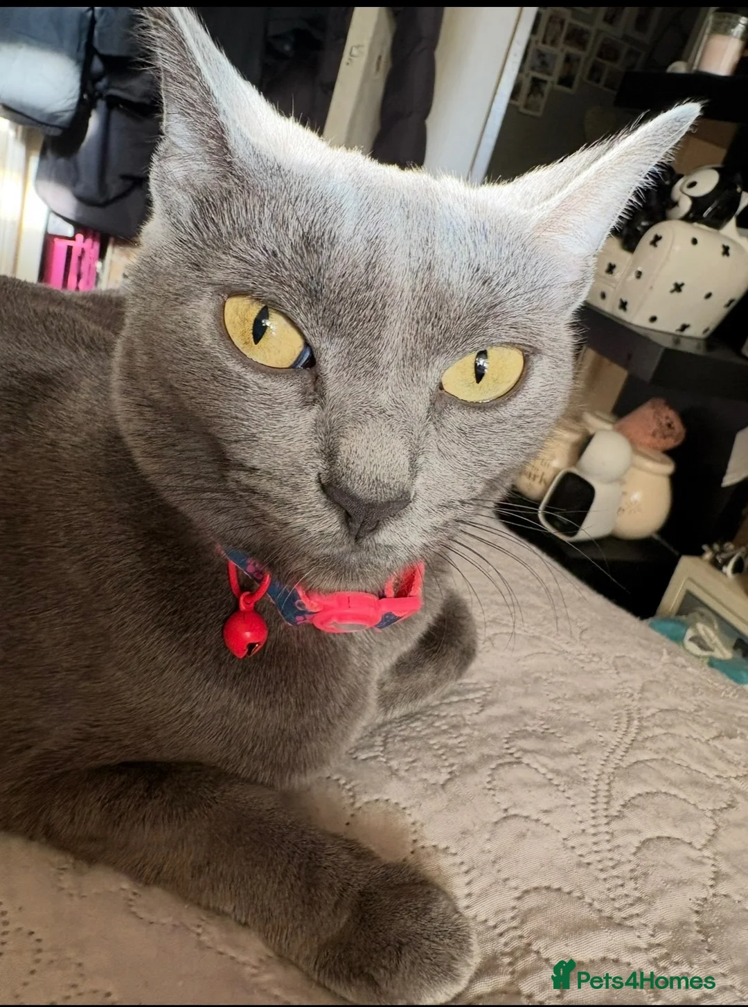 Russian Blue cats for sale: Blue Russian Kittens - Advert 2