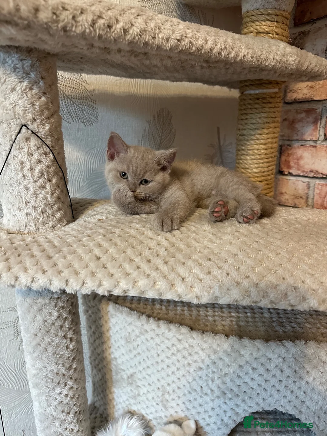 British Shorthair cats for sale: British shorthair  - Advert 2