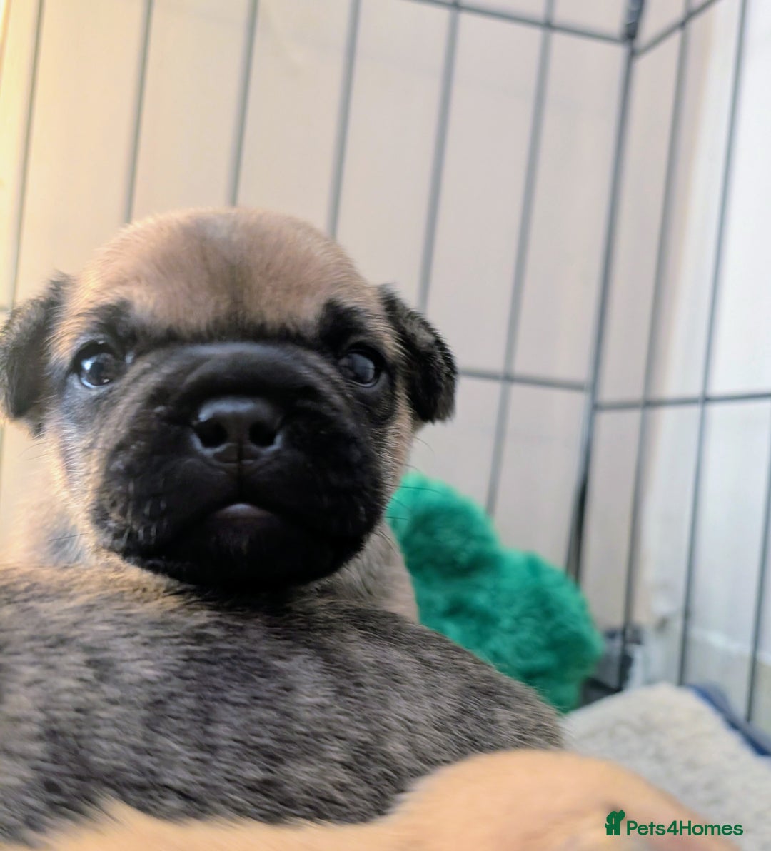French Bulldog dogs for sale: Mixed (75%) French Bulldog Frenchie Puppies - Advert 1