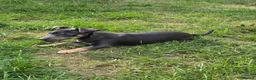 Jack Russell dogs for sale: Friendly Jack Russell pups looking for a new home - Advert 6