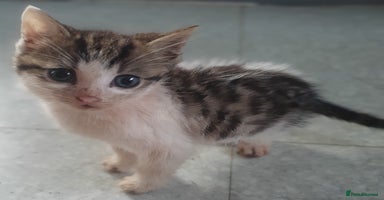 Mixed Breed cats - Advert 13