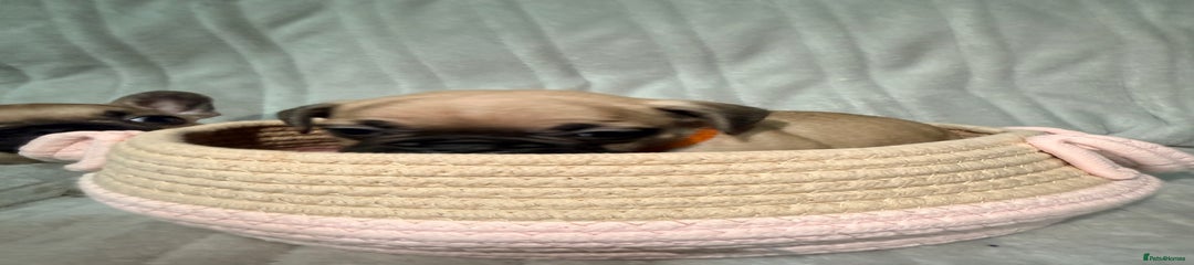 French Bulldog Puppy 8