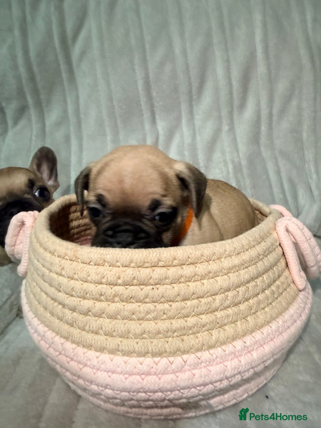 French Bulldog dogs for sale: Pedigree Mum Frenchy Pups-Gorgeous and ready soon! - Advert 39