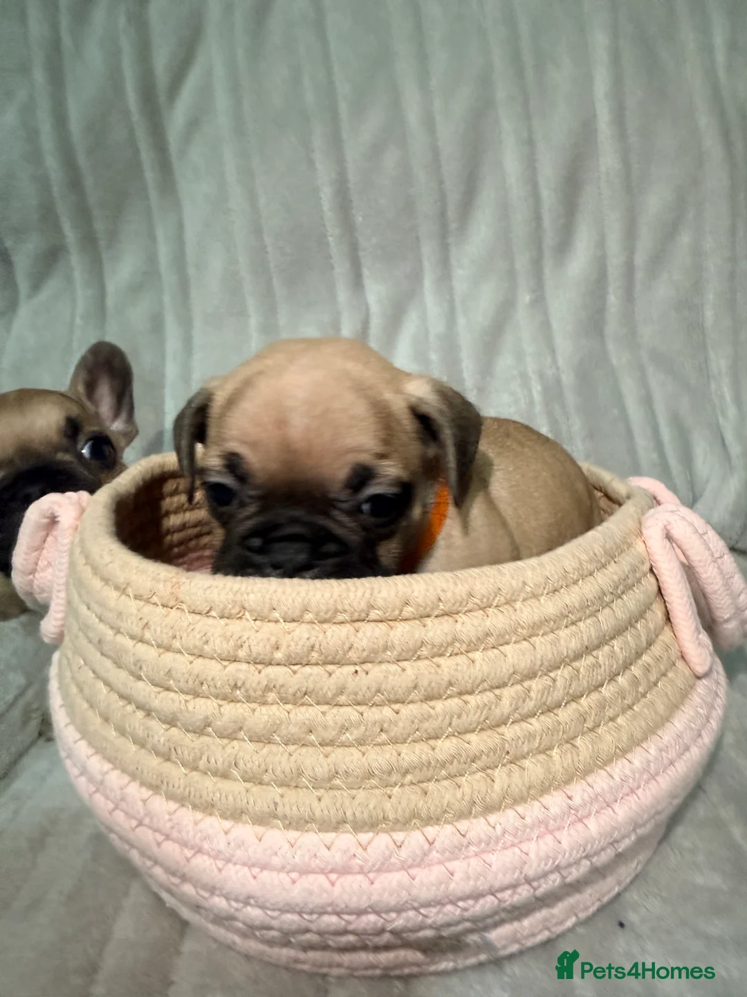 French Bulldog dogs for sale: Pedigree Mum Frenchy Pups-Gorgeous  ! - Advert 38